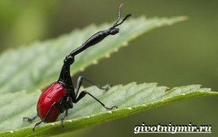 10 интересных фактов о Мадагаскаре