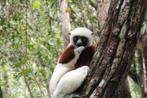 10 интересных фактов о Мадагаскаре