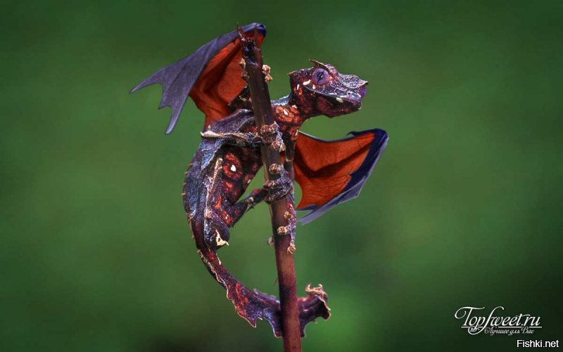 10 интересных фактов о Мадагаскаре