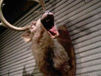 Нетипичный рацион: в приморском заповеднике олени стали есть кости