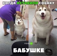 Когда забыл забрать собаку у бабушки.