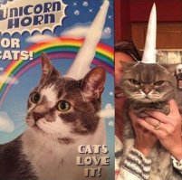 Так вот как выглядит кот сильной и независимой женщины