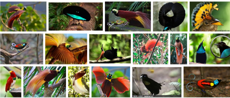 райские птички