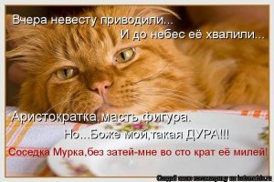 Подражая котоматрице