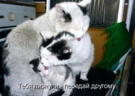 Подражая котоматрице