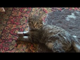 Кот Скрипалей уже не в счёт?
