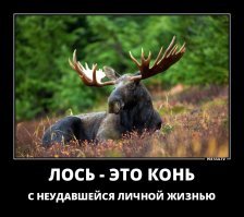 Лось и интересные факты о нем