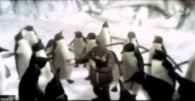 Пингвины в Сибири!