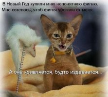 Подражая котоматрице