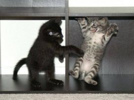 Подражая котоматрице