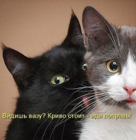 Подражая котоматрице