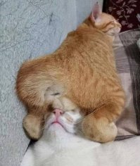 15 котов, которые ведут себя как последние сволочи