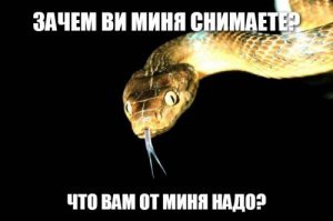 Австралийская змея озадачила завсегдатаев интернета