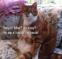 Подражая котоматрице