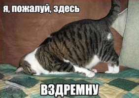 Подражая котоматрице