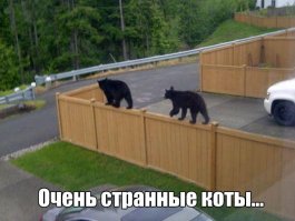 Подражая котоматрице