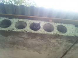 Очень странные коллажи, от которых немножко сносит крышу