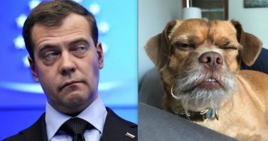 От печали до радости: пес по кличке Бекон с выразительной мимикой