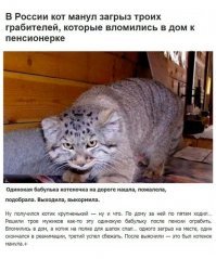 Котики разные бывают !