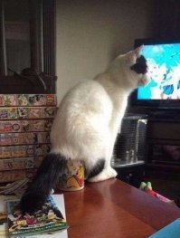 15 котов, которые ведут себя как последние сволочи