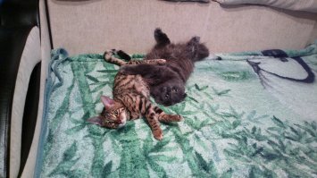 Мои кошка и кот