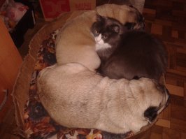 Пессимистический пост о том, как одна кошатница завёла собаку
Собачники не страдают такой х.е.р.н.ё.й.