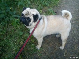 Пессимистический пост о том, как одна кошатница завёла собаку
Собачники не страдают такой х.е.р.н.ё.й.