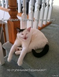 Подражая котоматрице