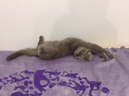 у моего котика вообще нет проблем, никуда не лезет, ведет себя очень интеллигентно