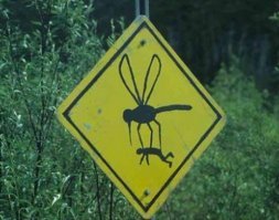 Мы и не догадываемся с каким выражением "лица" они смотрят на нас