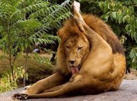 Volkswagen Craftporter