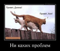 25 котиков, у которых серьёзные проблемы