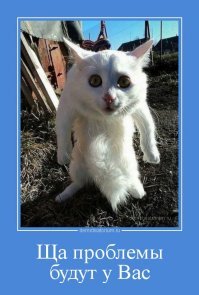 25 котиков, у которых серьёзные проблемы