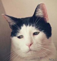 25 котиков, у которых серьёзные проблемы