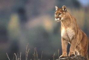 Как давно это было. У меня такая ассоциация с пумой