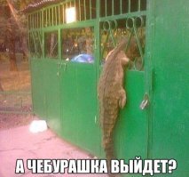 Забавный кот крутит спиннер