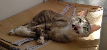 15 котов, которые ведут себя как последние сволочи