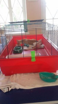 Месяц назад мама чуть не задавила это рыжее несчастье. Он был буквально при смерти и совсем один. Сейчас ему уже гораздо лучше, самое сложное позади... Очень громко мурчит, хорошо кушает, культурно ходит в лоточек. Немного пугливый, но это, скорее всего от того, что мы ему то уколы делали, но в уши-нос-глаза ватными палочками лазили, да еще и помыли вдобавок... Ищем для него семью, т.к. у самих уже животных достаточно (2 кота, 4 собаки). Котенок находится в Московской области. От паразитов обработан, проглистогонен, но прививок пока не делали.