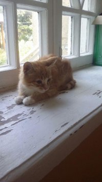 Месяц назад мама чуть не задавила это рыжее несчастье. Он был буквально при смерти и совсем один. Сейчас ему уже гораздо лучше, самое сложное позади... Очень громко мурчит, хорошо кушает, культурно ходит в лоточек. Немного пугливый, но это, скорее всего от того, что мы ему то уколы делали, но в уши-нос-глаза ватными палочками лазили, да еще и помыли вдобавок... Ищем для него семью, т.к. у самих уже животных достаточно (2 кота, 4 собаки). Котенок находится в Московской области. От паразитов обработан, проглистогонен, но прививок пока не делали.