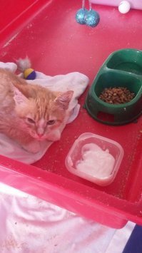 Месяц назад мама чуть не задавила это рыжее несчастье. Он был буквально при смерти и совсем один. Сейчас ему уже гораздо лучше, самое сложное позади... Очень громко мурчит, хорошо кушает, культурно ходит в лоточек. Немного пугливый, но это, скорее всего от того, что мы ему то уколы делали, но в уши-нос-глаза ватными палочками лазили, да еще и помыли вдобавок... Ищем для него семью, т.к. у самих уже животных достаточно (2 кота, 4 собаки). Котенок находится в Московской области. От паразитов обработан, проглистогонен, но прививок пока не делали.