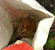 Месяц назад мама чуть не задавила это рыжее несчастье. Он был буквально при смерти и совсем один. Сейчас ему уже гораздо лучше, самое сложное позади... Очень громко мурчит, хорошо кушает, культурно ходит в лоточек. Немного пугливый, но это, скорее всего от того, что мы ему то уколы делали, но в уши-нос-глаза ватными палочками лазили, да еще и помыли вдобавок... Ищем для него семью, т.к. у самих уже животных достаточно (2 кота, 4 собаки). Котенок находится в Московской области. От паразитов обработан, проглистогонен, но прививок пока не делали.