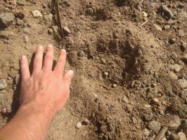 Недавно на рыбалку в лен область поехали на речку, почти встретились с хозяином леса)