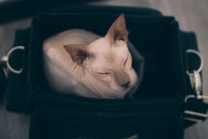 25 фотографий суровых сфинксов, которые похожи на демонических тварей