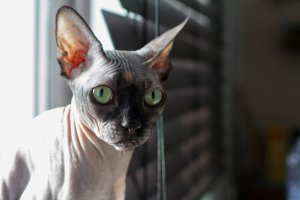 25 фотографий суровых сфинксов, которые похожи на демонических тварей