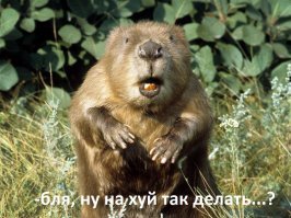 Разрушение плотины бобра экскаватором