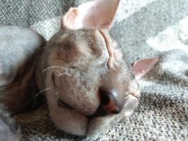 Самая добрая кошка, которая у меня только была :)