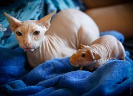 у меня такие. противоаллергенные