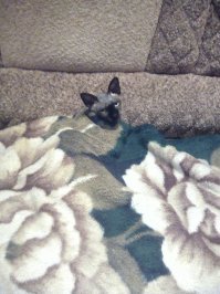 Вот моё мурло. Канадский.