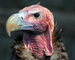 ....он же Гриф стервятник