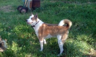 Да,очень распространённый окрас)